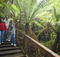 Otway Fly Treetop Adventures - Accommodation Search