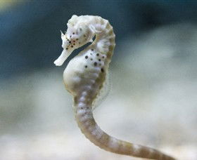 SEA LIFE Melbourne Aquarium - Accommodation Search 0