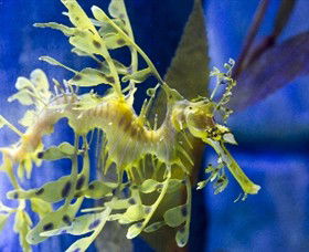 SEA LIFE Melbourne Aquarium - Accommodation Search 1