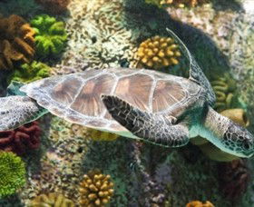 SEA LIFE Melbourne Aquarium - Accommodation Search 5