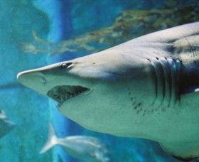 SEA LIFE Melbourne Aquarium - Accommodation Search 8