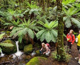 Baw Baw National Park - Accommodation Search 0