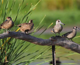 Jerrabomberra Wetlands - Accommodation Search 0