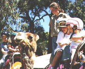 Calamunnda Camel Farm  - Accommodation Search 2