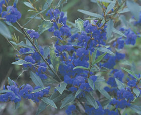 Kalamunda National Park - Accommodation Search 2