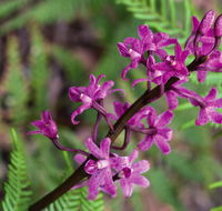 Cassinia walking track - Accommodation Search