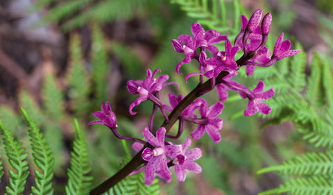 Cassinia Walking Track - Accommodation Search 0