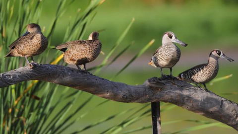Jerrabomberra Wetlands - Accommodation Search 2