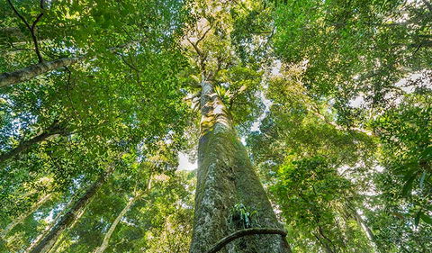 Tooloom National Park - Accommodation Search 3