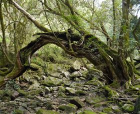 Mitchell River National Park - Accommodation Search 0