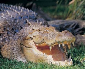 Featherdale Wildlife Park - Accommodation Search 1