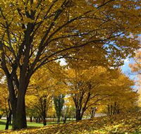 Centennial Park at Cooma - Accommodation Search