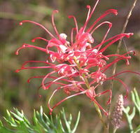 Wirrimbirra Sanctuary - Accommodation Search
