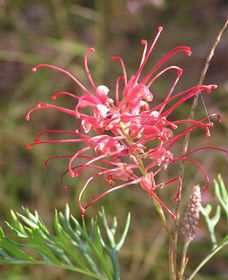 Wirrimbirra Sanctuary - Accommodation Search 0