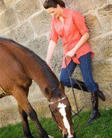 Sugarloaf Horse Centre - Accommodation Search 2