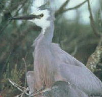 Jack Smith Lake State Game Reserve - Accommodation Search