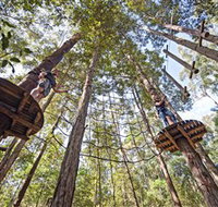TreeTop Adventure Park Central Coast - Accommodation Search