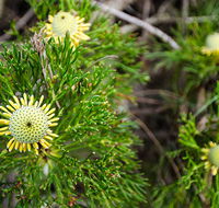 Illawarra lookout walking track - Accommodation Search