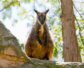 Nura Diya Aboriginal Wildlife Tour At Taronga Zoo - Accommodation Search 2