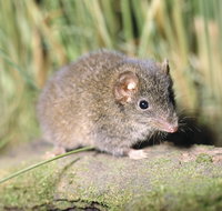 Munmorah State Conservation Area - Accommodation Search