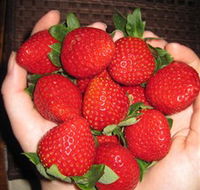 The Strawberry Farm - Accommodation Search