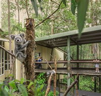Daisy Hill Koala Centre - Accommodation Search