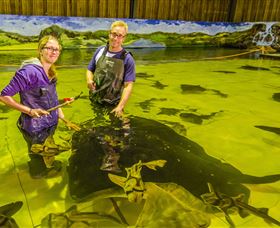 Irukandji Shark And Ray Encounters - Accommodation Search 3