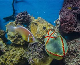 Irukandji Shark And Ray Encounters - Accommodation Search 6