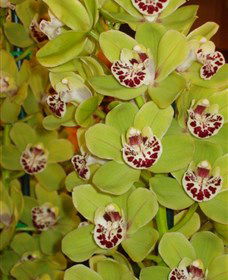 Tinonee Orchid Nursery - Accommodation Search 1