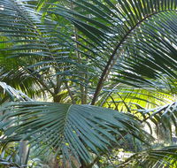 Bangalore Falls walking track - Accommodation Search