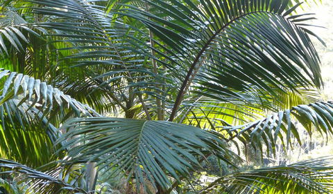 Bangalore Falls Walking Track - Accommodation Search 0