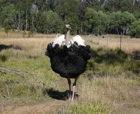 Glen Ian Ostrich And Emu Farm - Accommodation Search 1
