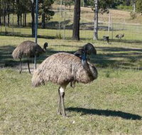 Glen Ian Ostrich and Emu Farm - Accommodation Search