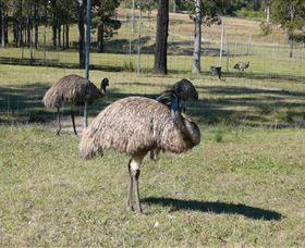 Glen Ian Ostrich And Emu Farm - Accommodation Search 0
