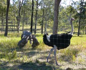 Glen Ian Ostrich And Emu Farm - Accommodation Search 2