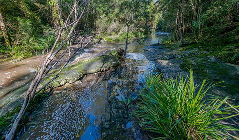 Dawson River Walking Track - Accommodation Search 0