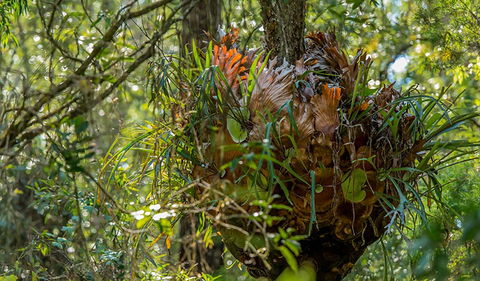 Brimbin Picnic Area - Accommodation Search 3