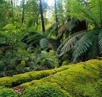 Errinundra National Park - Accommodation Search