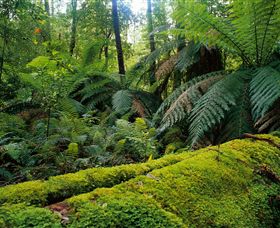 Errinundra National Park - Accommodation Search 0