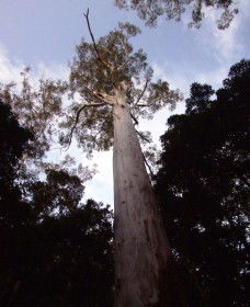 Orara East State Forest - Accommodation Search 3