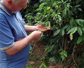 Wombah Coffee Plantation - Accommodation Search 0