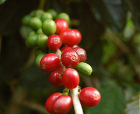 Wombah Coffee Plantation - Accommodation Search 2