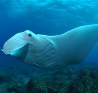Manta Bommie Dive Site - Accommodation Search