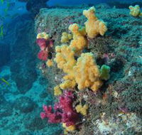 Shag Rock Dive Site - Accommodation Search