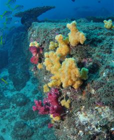 Shag Rock Dive Site - Accommodation Search 0