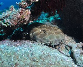 Shag Rock Dive Site - Accommodation Search 3