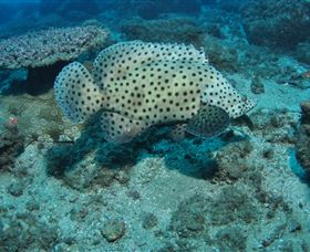 Shag Rock Dive Site - Accommodation Search 2