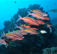 Flat Rock Dive Site - Accommodation Search