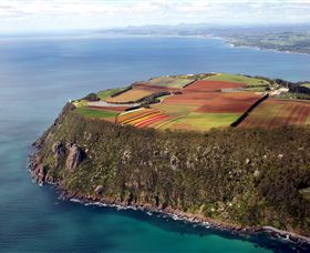 Table Cape - Accommodation Search 0