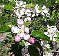 Avro Park Orchards - Accommodation Search